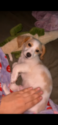 Lost Male Dog last seen highway 82, Crosby County, TX 79322