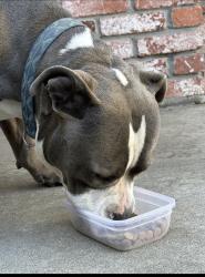 Reunited Male Dog last seen Colonial heights, Stockton, CA 95202