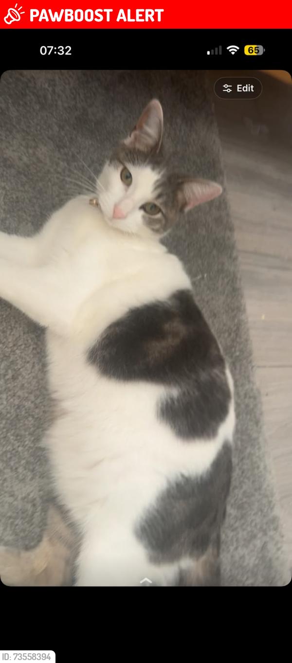 Lost Female Cat last seen Laindon High Road, Roberts Road, Tattenham Road, Laindon, England SS15 6BS
