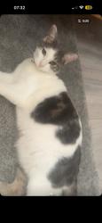 Lost Female Cat last seen Laindon High Road, Roberts Road, Tattenham Road, Laindon, England SS15 6BS