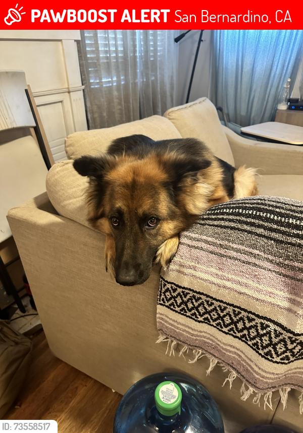 Lost Female Dog last seen 30th, San Bernardino, CA 92405