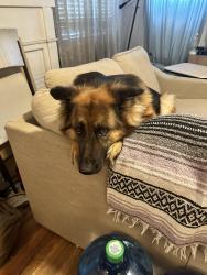 Lost Female Dog last seen 30th, San Bernardino, CA 92405