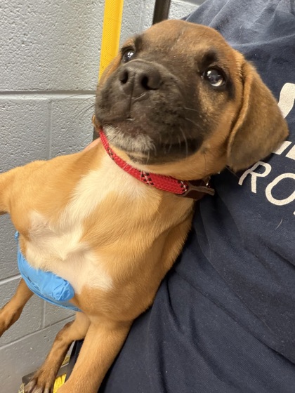 Shelter Stray Female Dog last seen Near Pathers Ville Rd, 30034, GA, 3280 Chamblee Dunwoody Rd, Chamblee, GA 30341, USA