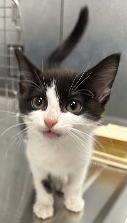 Shelter Stray Unknown Cat last seen Near W 136, 1st District, OH, 9203 Detroit Ave, Cleveland, OH 44102, USA