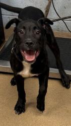 Shelter Stray Male Dog last seen Near Biffle Road Stone Mountain, 30088, 30088, GA, 3280 Chamblee Dunwoody Rd, Chamblee, GA 30341, USA