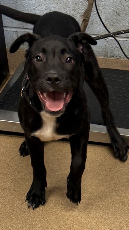 Shelter Stray Male Dog last seen Near Biffle Road Stone Mountain, 30088, 30088, GA, 3280 Chamblee Dunwoody Rd, Chamblee, GA 30341, USA