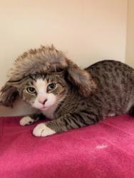 Shelter Stray Male Cat last seen Near Noreen Way, 30058, GA, 3280 Chamblee Dunwoody Rd, Chamblee, GA 30341, USA