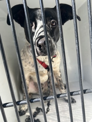 Shelter Stray Male Dog last seen Near Akron Dr., Atlanta, GA, 1251 Fulton Industrial Blvd NW, Atlanta, GA 30336, USA