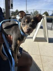 Shelter Stray Female Dog last seen Near Providence Place SW, Atlanta, GA, 1251 Fulton Industrial Blvd NW, Atlanta, GA 30336, USA