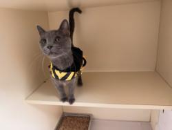 Shelter Stray Female Cat last seen Near Mall Pkwy Stonecrest, GA 30038, 30038, GA, 3280 Chamblee Dunwoody Rd, Chamblee, GA 30341, USA
