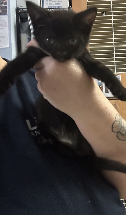 Shelter Stray Female Cat last seen Near N Indian Creek Dr Clarkston GA 30021, 30021, GA, 3280 Chamblee Dunwoody Rd, Chamblee, GA 30341, USA