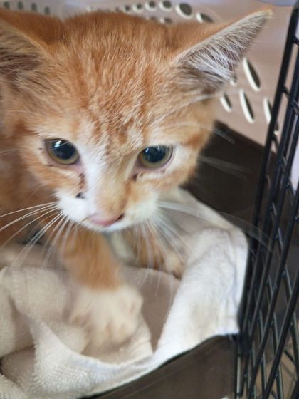 Shelter Stray Male Cat last seen Near Atlantic Dr Nw, Atlanta, GA, 1251 Fulton Industrial Blvd NW, Atlanta, GA 30336, USA