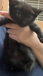 Shelter Stray Male Cat last seen Near Indian Creek Dr. Clarkston GA 30021, 30021, GA, 3280 Chamblee Dunwoody Rd, Chamblee, GA 30341, USA