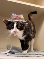 Shelter Stray Female Cat last seen Near Boring Road, 30034, GA, 3280 Chamblee Dunwoody Rd, Chamblee, GA 30341, USA