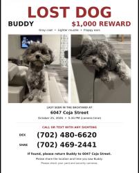 Reunited Male Dog last seen Near Coja St, Las Vegas, NV 89113, USA, Las Vegas, NV 89113