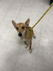 Shelter Stray Female Dog last seen , Harrison County, MS, 2615 25th Ave, Gulfport, MS 39501, USA
