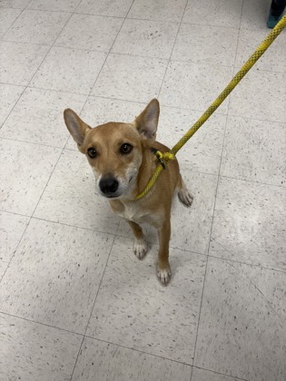 Shelter Stray Female Dog last seen , Harrison County, MS, 2615 25th Ave, Gulfport, MS 39501, USA