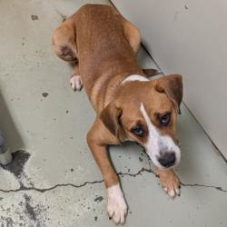 Shelter Stray Male Dog last seen Near black mable rd, Valdosta-31605, GA, 337 Gil Harbin Industrial Blvd, Valdosta, GA 31601, USA