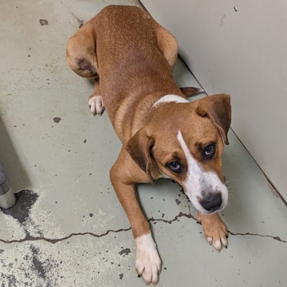 Shelter Stray Male Dog last seen Near black mable rd, Valdosta-31605, GA, 337 Gil Harbin Industrial Blvd, Valdosta, GA 31601, USA