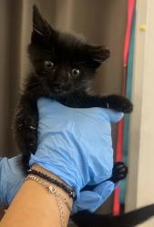 Shelter Stray Female Cat last seen Millerton Rd & Brighton Crest Dr, Friant Zone Fresno CO 4 93626, CA, 1510 W Dan Ronquillo Dr, Fresno, CA 93706, USA