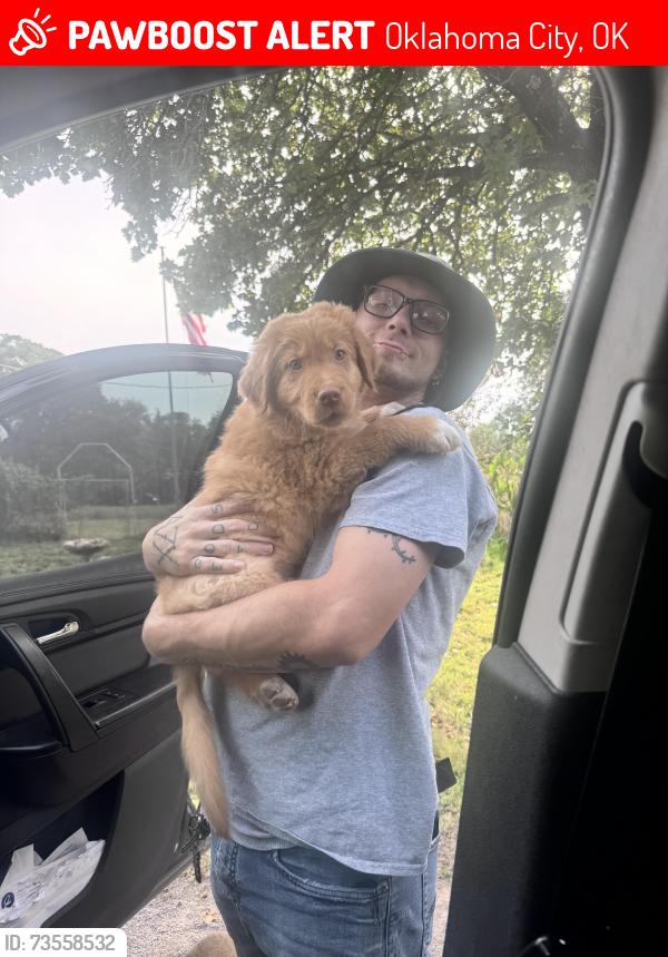 Lost Male Dog last seen Ne 63 and hilltop dr, Oklahoma City, OK 73121