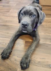 Shelter Stray Male Dog last seen Petco - Interbay, Seattle, WA, 2061 15th Ave W, Seattle, WA 98119, USA