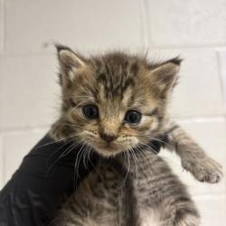 Shelter Stray Female Cat last seen Near Oxmoor Rd, Knox County GP, TN, 3201 Division St, Knoxville, TN 37919, USA