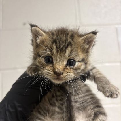 Shelter Stray Female Cat last seen Near Oxmoor Rd, Knox County GP, TN, 3201 Division St, Knoxville, TN 37919, USA