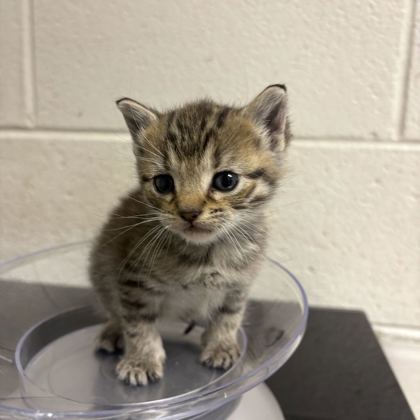 Shelter Stray Female Cat last seen Near Oxmoor Rd, Knox County GP, TN, 3201 Division St, Knoxville, TN 37919, USA