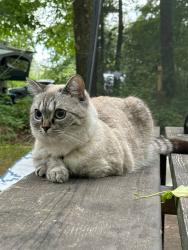 Lost Female Cat last seen Concert Hill and Crimson King, East Gwillimbury, ON L9N 0W8