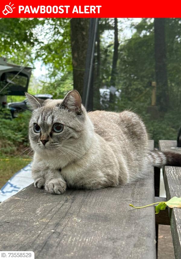 Lost Female Cat last seen Concert Hill and Crimson King, East Gwillimbury, ON L9N 0W8