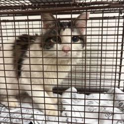 Shelter Stray Male Cat last seen Near Bower Lane, City of Knoxville GP, TN, 3201 Division St, Knoxville, TN 37919, USA