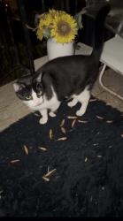 Found/Stray Female Cat last seen Rock creek church rd corner market, Washington, DC 20010