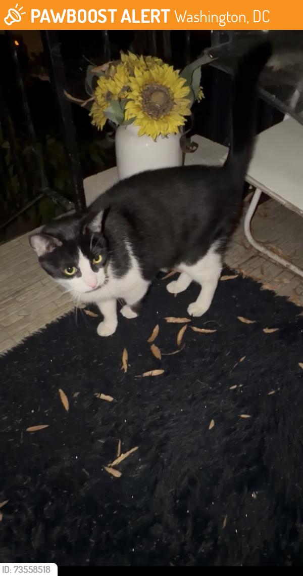 Found/Stray Female Cat last seen Rock creek church rd corner market, Washington, DC 20010