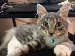 Lost Female Cat last seen 200th Pl SE bothell, WA, Bothell, WA 98012