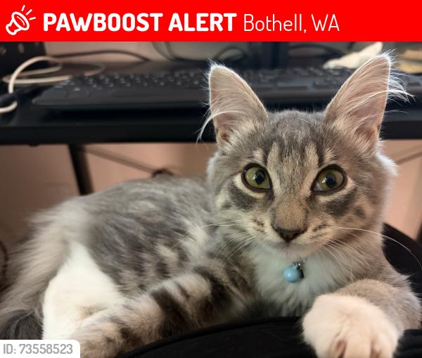 Lost Female Cat last seen 200th Pl SE bothell, WA, Bothell, WA 98012