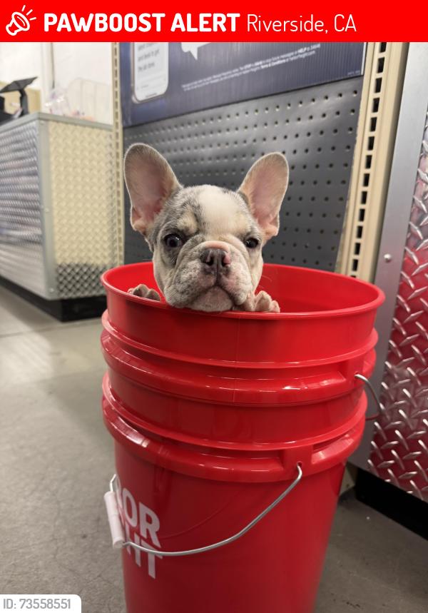 Lost Female Dog last seen Whitney Camino real, Riverside, CA 92509