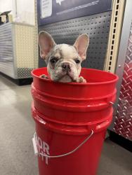 Lost Female Dog last seen Whitney Camino real, Riverside, CA 92509