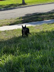 Found/Stray Male Dog last seen Grand Ave. Jurupa Street, Riverside, CA 92504