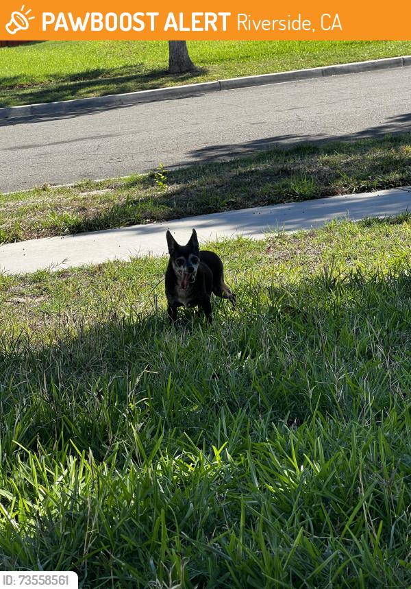Found/Stray Male Dog last seen Grand Ave. Jurupa Street, Riverside, CA 92504