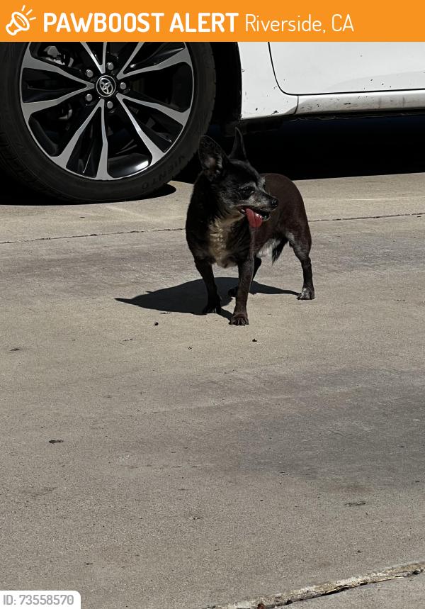 Found/Stray Male Dog last seen Jurupa Ave, Riverside, CA 92504
