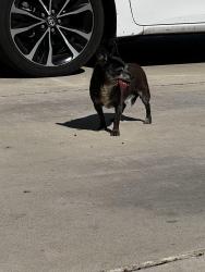 Found/Stray Male Dog last seen Jurupa Ave, Riverside, CA 92504