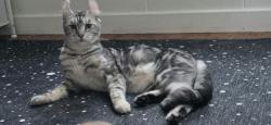 Reunited Female Cat last seen Near Karen Court, Cottage Grove, OR 97424