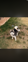 Lost Female Dog last seen N Sarah rd, Morgan rd, Yukon, OK 73099