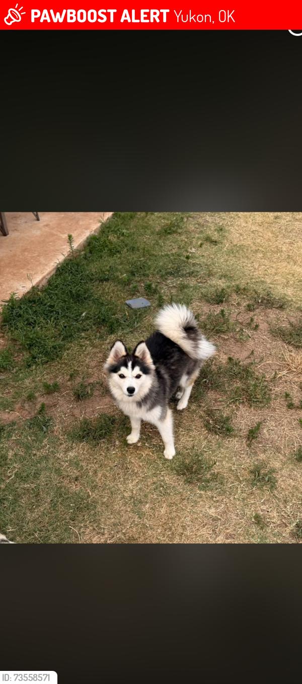 Lost Female Dog last seen N Sarah rd, Morgan rd, Yukon, OK 73099
