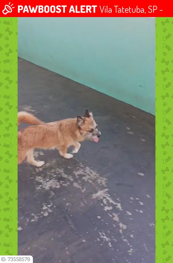 Lost Female Dog last seen Vila tatetuba 130, Vila Tatetuba, SP 12230-002