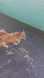 Lost Female Dog last seen Vila tatetuba 130, Vila Tatetuba, SP 12230-002
