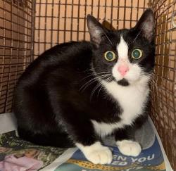 Shelter Stray Female Cat last seen Near Blocker Lane, AUSTIN, TX, 78719, 7201 Levander Loop bldg a, Austin, TX 78702, USA