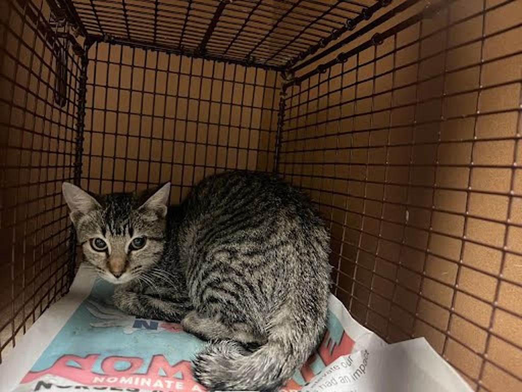 Shelter Stray Female Cat last seen Near Lark Court, AUSTIN, TX, 78758, 7201 Levander Loop bldg a, Austin, TX 78702, USA