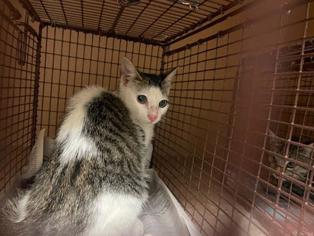 Shelter Stray Male Cat last seen Near Lark Court, AUSTIN, TX, 78758, 7201 Levander Loop bldg a, Austin, TX 78702, USA
